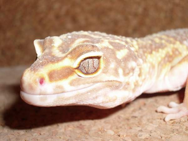 Albino oko